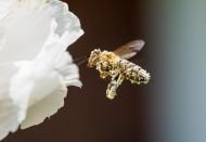 Angenommen Gerhard Krömer   Biene Maja